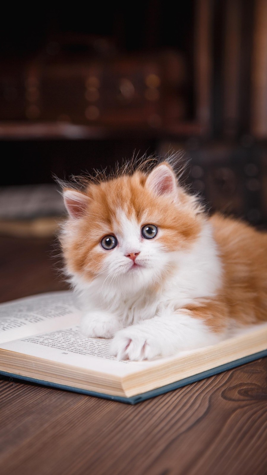 /Upload/Product/1e83e1ab4bff45649a911248485d37e7.jpg?width=272&height=203&bgcolor=fff