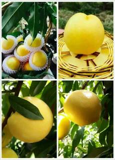 /Upload/Product/20170605184218429623648.jpg?width=272&height=203&bgcolor=fff