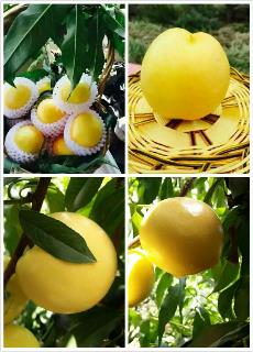 /Upload/Product/20170605363436349623751.jpg?width=272&height=203&bgcolor=fff