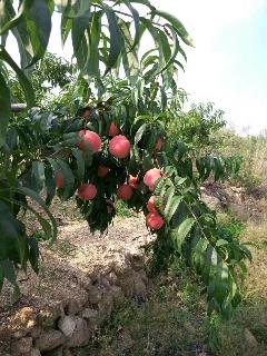 /Upload/Product/20170606241524159623523.jpg?width=272&height=203&bgcolor=fff