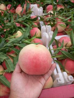 /Upload/Product/201706062904294962394.jpg?width=272&height=203&bgcolor=fff