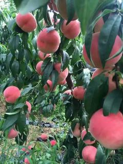 /Upload/Product/2017060631193119962324.jpg?width=272&height=203&bgcolor=fff