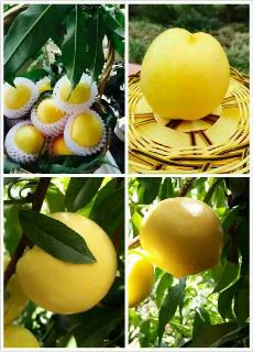 /Upload/Product/20170609172717279623495.jpg?width=272&height=203&bgcolor=fff