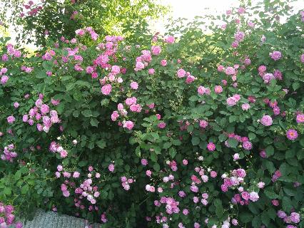 /Upload/Product/201707135539553923558.jpg?width=272&height=203&bgcolor=fff