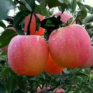 /Upload/Product/20171025220422412410106.jpg?width=272&height=203&bgcolor=fff