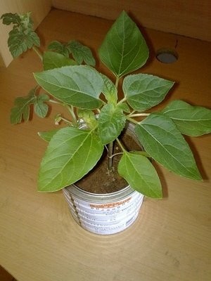 /Upload/Product/2033c343e1dd49ac9bc2159ab0ffb346.jpg?width=272&height=203&bgcolor=fff