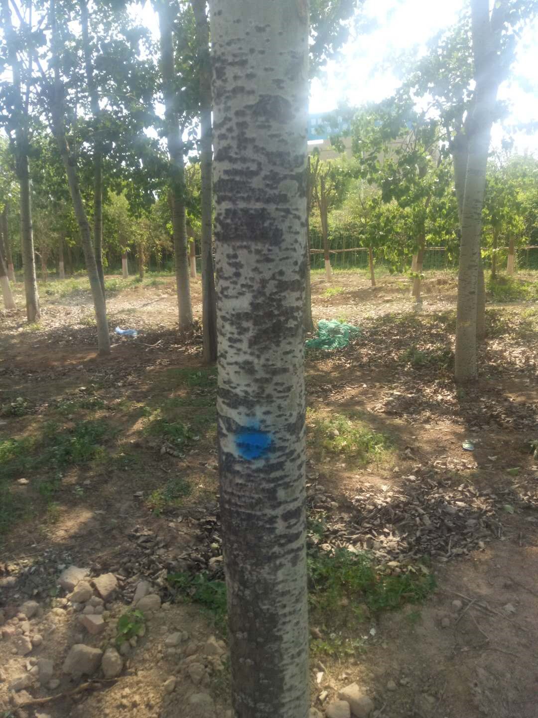 /Upload/Product/2ccc38044ee34039bed19b23c08b6de9.jpg?width=272&height=203&bgcolor=fff