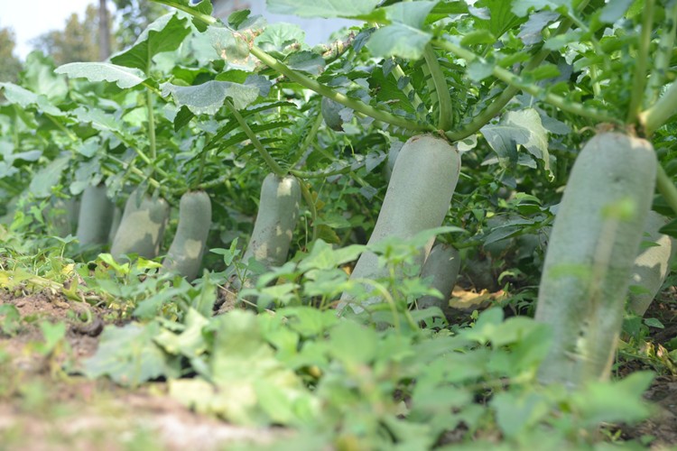 /Upload/Product/39388617669c46188afdfb1870797225.jpg?width=272&height=203&bgcolor=fff