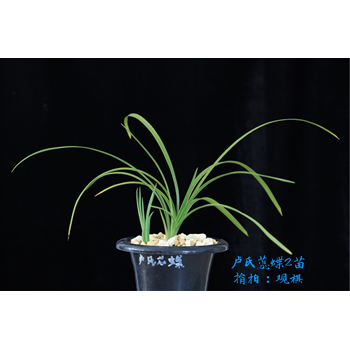 /Upload/Product/51dc8284f0984d0491b81905791fbd6c.png?width=272&height=203&bgcolor=fff