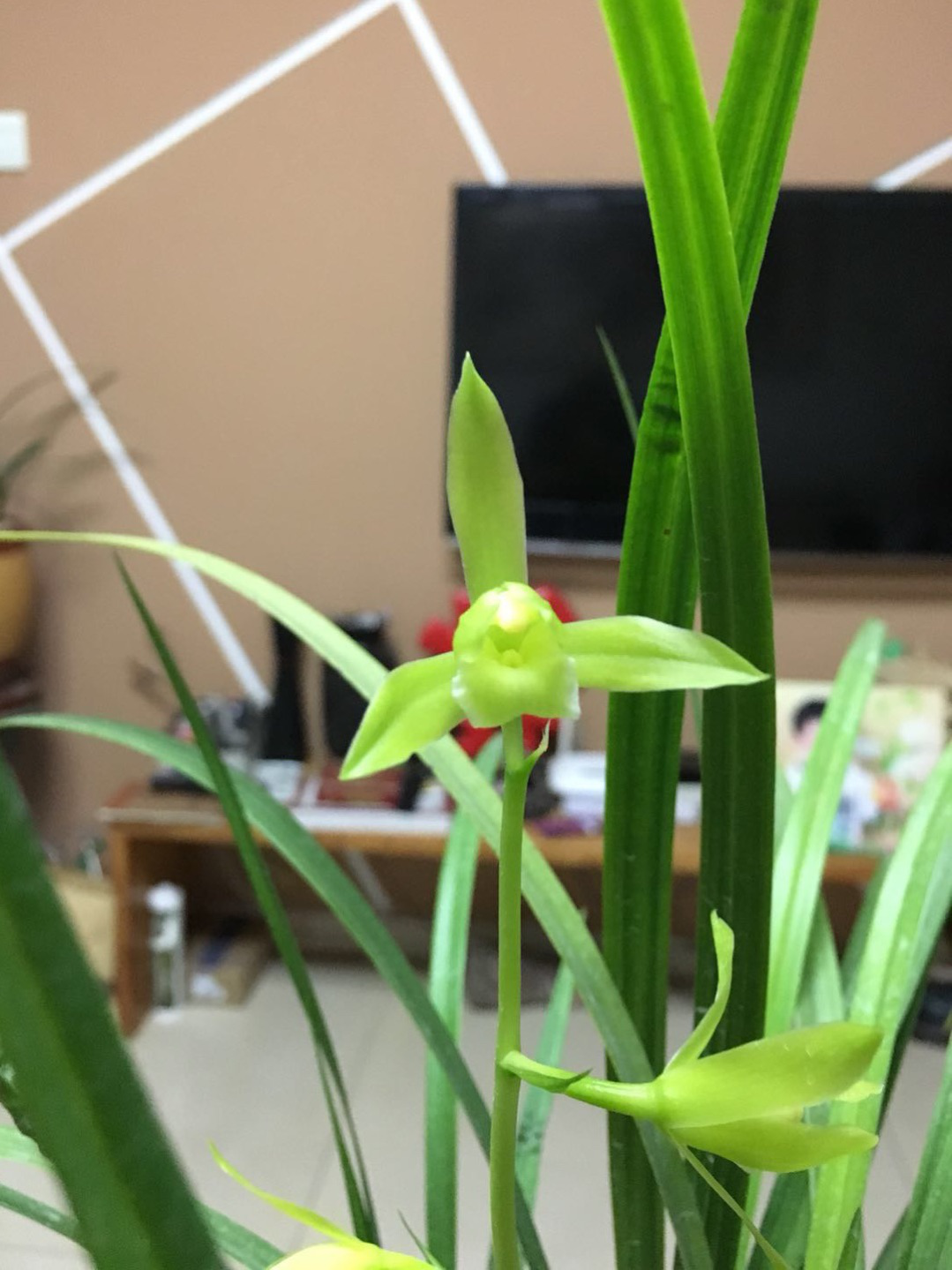 /Upload/Product/59eb6ed5cc504752beb8182d4a0baa3d.png?width=272&height=203&bgcolor=fff