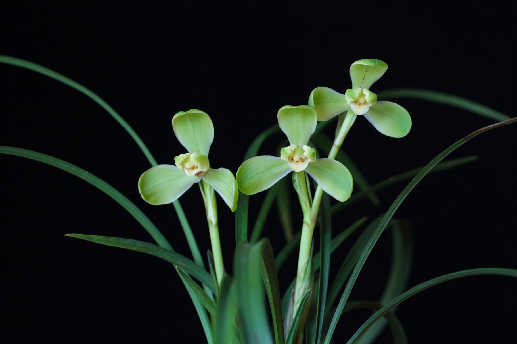 /Upload/Product/667f66fd7145480da3d24a804d3eef41.png?width=272&height=203&bgcolor=fff