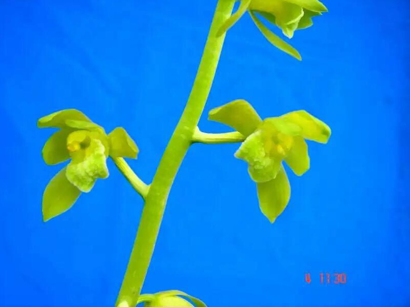 /Upload/Product/7bdce62d79744b3095044be669e94f69.png?width=272&height=203&bgcolor=fff