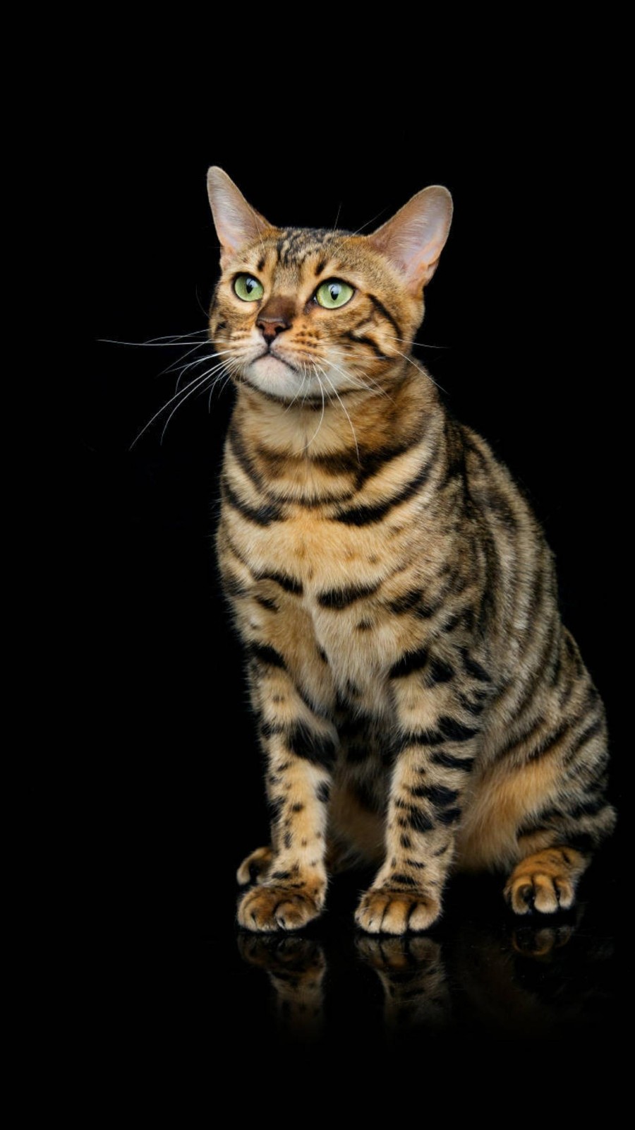 /Upload/Product/8243879b4cc94a77a0d4dc00ca164695.jpg?width=272&height=203&bgcolor=fff