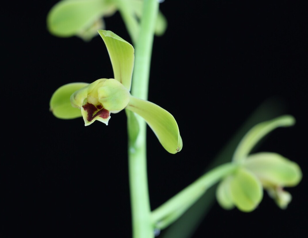 /Upload/Product/869727e10e7048e6b29a19363b405f7a.png?width=272&height=203&bgcolor=fff