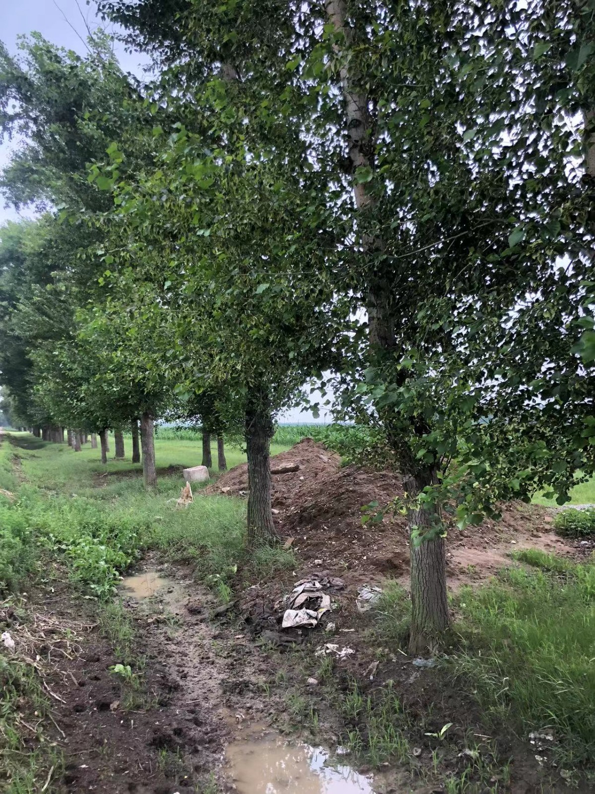 /Upload/Product/8b83c5206ff94c3faa0962514964b46b.jpg?width=272&height=203&bgcolor=fff