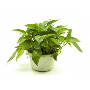 /Upload/Product/aa3094e7f0244524af7ba64770a2853a.jpg?width=272&height=203&bgcolor=fff