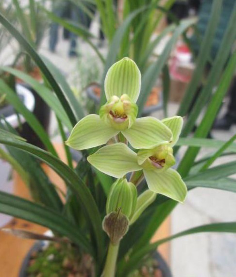 /Upload/Product/b0e9580681e2496187d1a2378ae241a9.png?width=272&height=203&bgcolor=fff