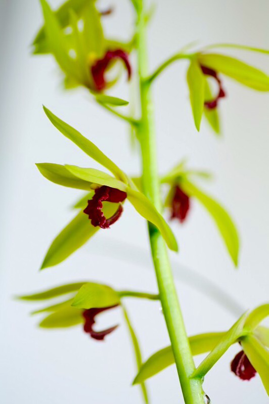 /Upload/Product/c1086dc1f56a4bff8b74a6c01a4f76ed.png?width=272&height=203&bgcolor=fff