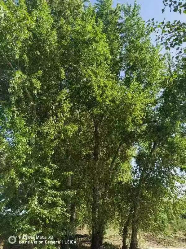 /Upload/Product/cd2abbaa3f20498abf11d01bfbd50155.jpg?width=272&height=203&bgcolor=fff