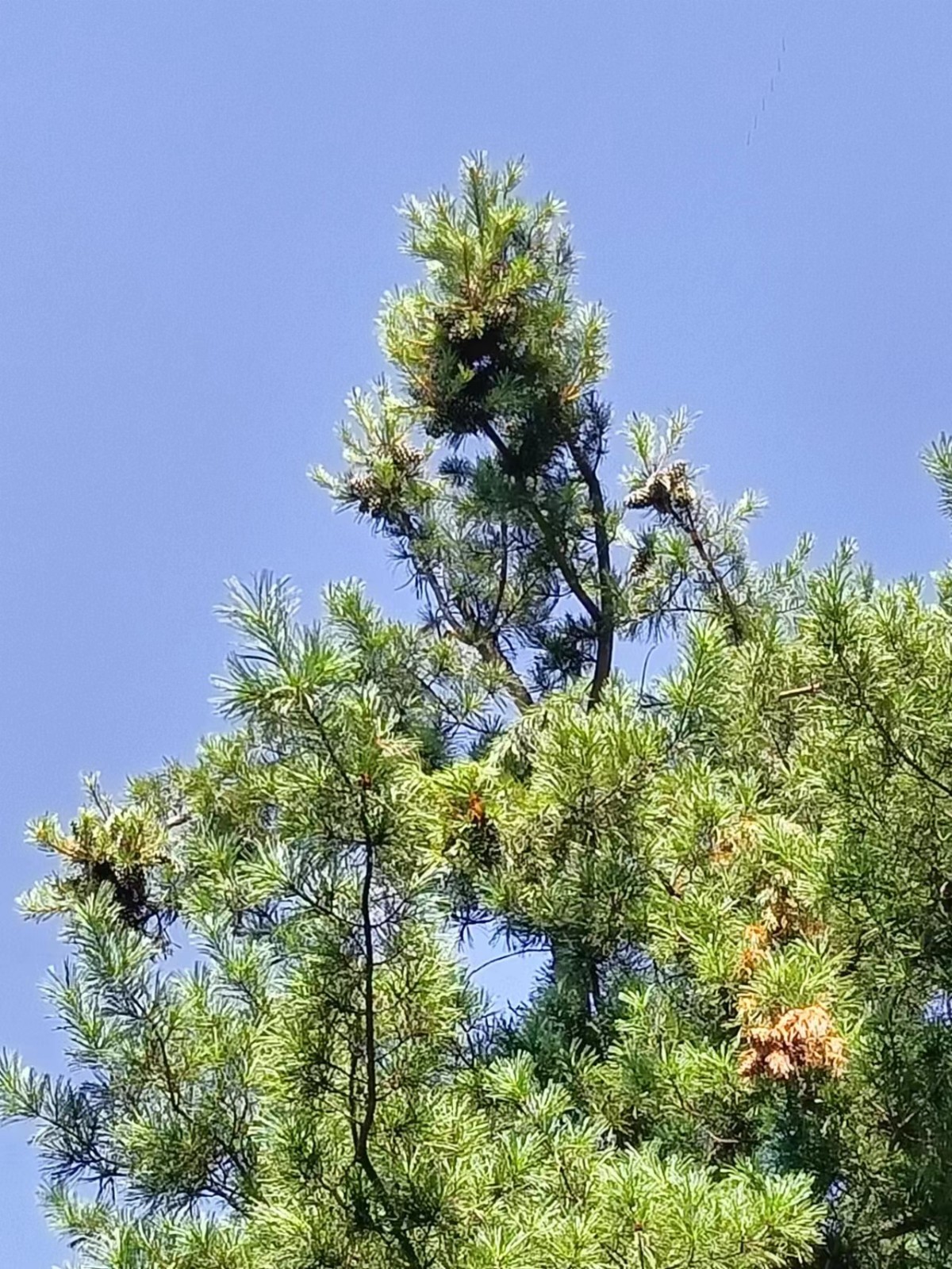 /Upload/Product/dafbaf45893b4b90bb2637d5d1ef5571.jpg?width=272&height=203&bgcolor=fff