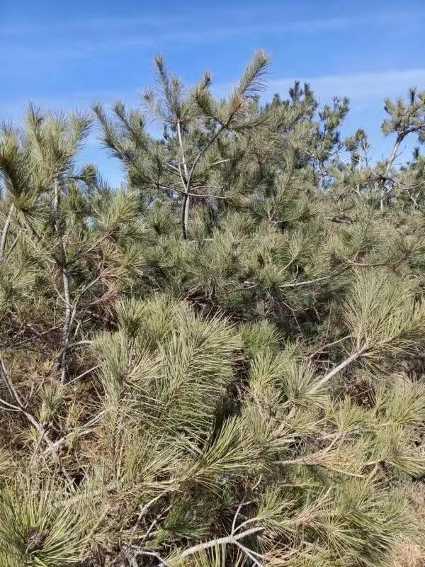 /Upload/Product/efd5593bc56243c9bd1308da8cac63f5.jpg?width=272&height=203&bgcolor=fff