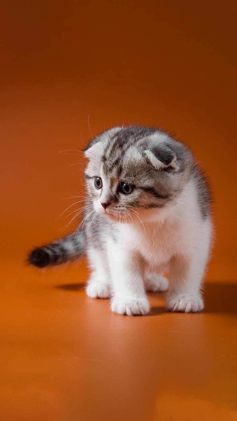 /Upload/Product/f25c2f6986ea408992aef261352ecefd.jpg?width=272&height=203&bgcolor=fff