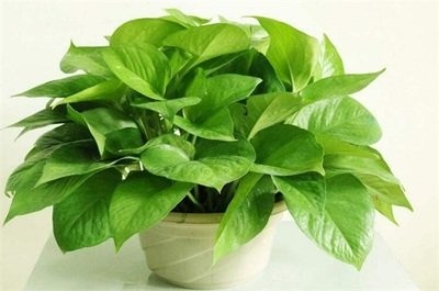 /Upload/Product/f51cfb76aa3748d9a1c0ca4c750b91ad.jpg