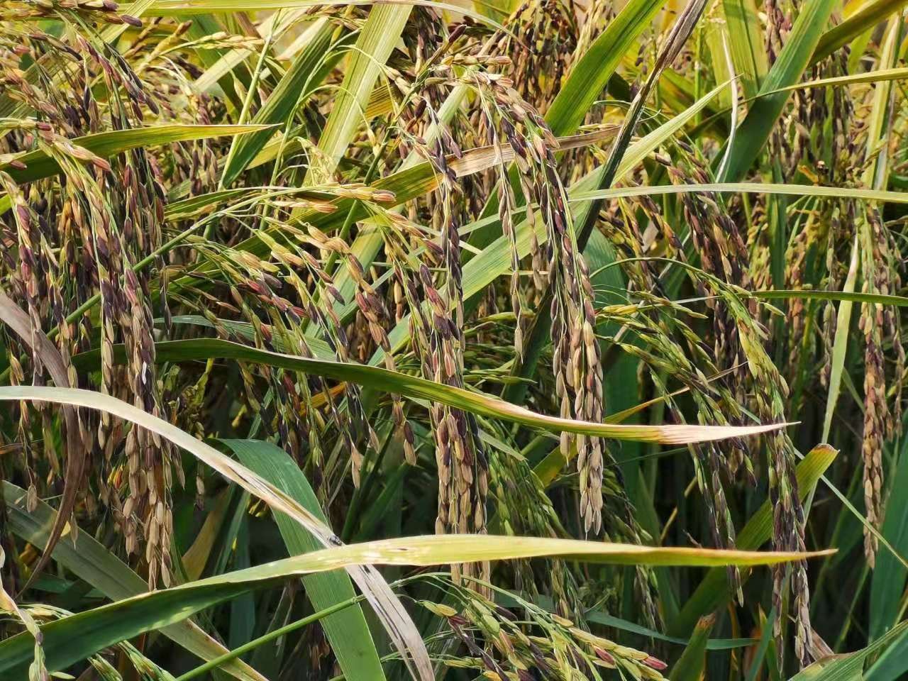 /Upload/Product/f67931041e2845b18c2dcf4822c04e3a.jpeg?width=272&height=203&bgcolor=fff