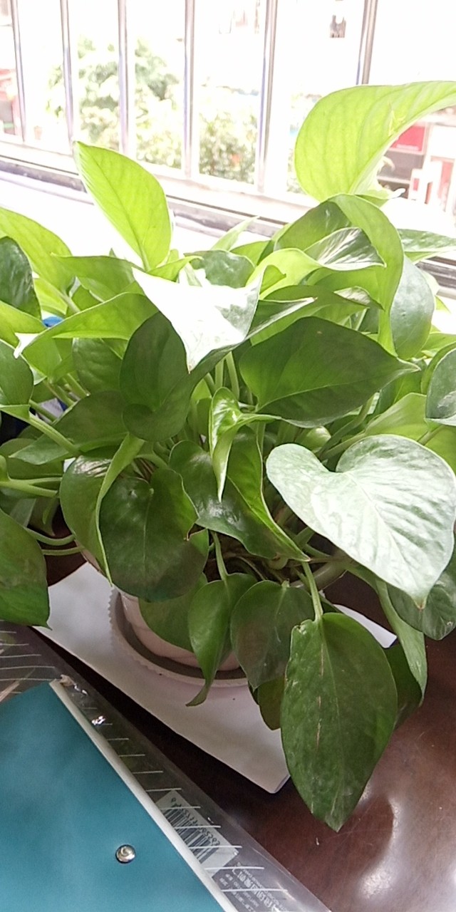 /Upload/Product/f718b599b3b44ad7aa8e361c4f254639.jpg?width=272&height=203&bgcolor=fff